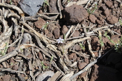 Gilia crassifolia