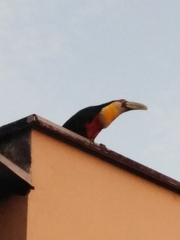 Ramphastos dicolorus