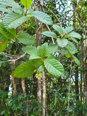 Guettarda ovalifolia