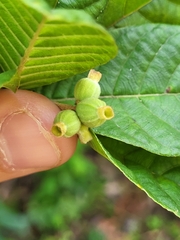 Guettarda ovalifolia