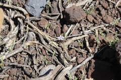 Gilia crassifolia