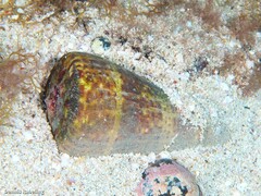 Conus canariensis
