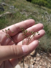 Trinia glauca
