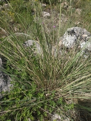 Stipa