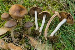 Cortinarius decipiens