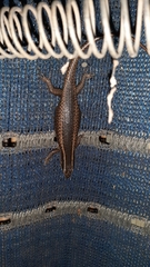 Trachylepis punctatissima