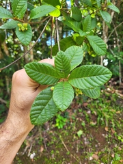 Guettarda ovalifolia