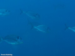 Sparus auratus