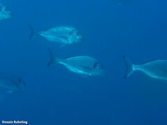 Sparus auratus