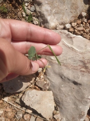 Coronilla scorpioides