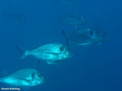 Sparus auratus