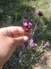 Dianthus capitatus