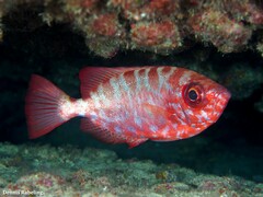 Heteropriacanthus fulgens