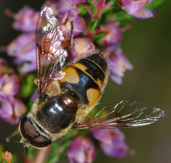 Eristalis horticola