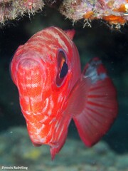Heteropriacanthus fulgens