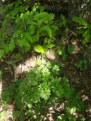 Silphiodaucus hispidus