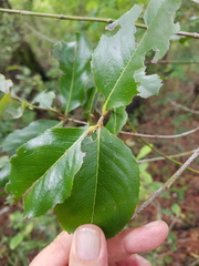 Catha edulis