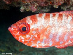Heteropriacanthus fulgens