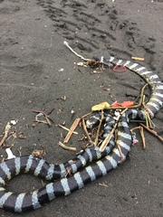 Laticauda laticaudata