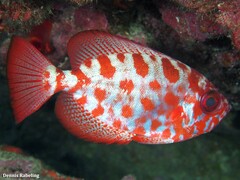 Heteropriacanthus fulgens