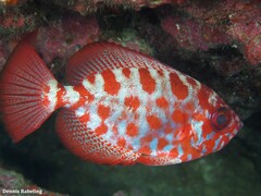 Heteropriacanthus fulgens
