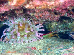 Telmatactis cricoides