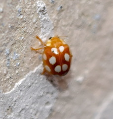 Vibidia duodecimguttata
