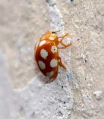Vibidia duodecimguttata
