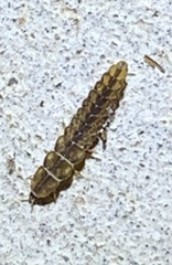 Lampyridae