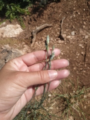 Dianthus marschallii
