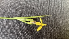 Sisyrinchium commutatum