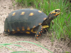 Chelonoidis carbonarius