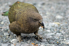 Nestor notabilis
