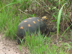 Chelonoidis carbonarius