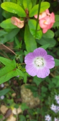 Malva punctata