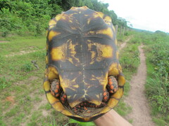 Chelonoidis carbonarius