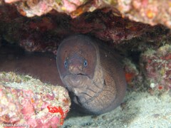 Gymnothorax unicolor