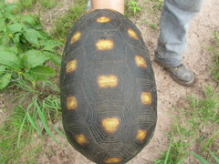 Chelonoidis carbonarius