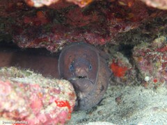 Gymnothorax unicolor