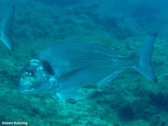 Sparus auratus