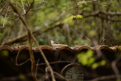 Motacilla clara