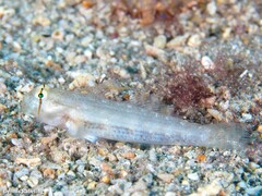 Gnatholepis thompsoni