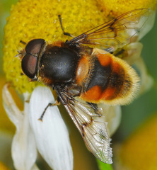Eristalis intricaria