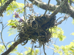 Spiral Airplant (Tillandsia duratii)