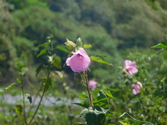 Hibiscus striatus