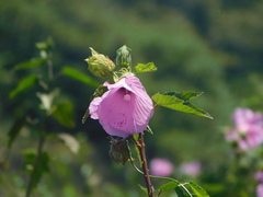 Hibiscus striatus