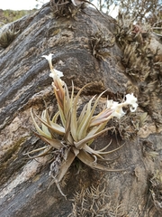Tillandsia xiphioides xiphioides