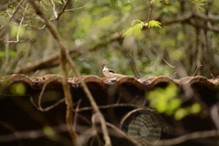 Motacilla clara