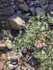 Physalis hederifolia