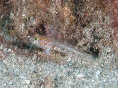 Vanneaugobius canariensis